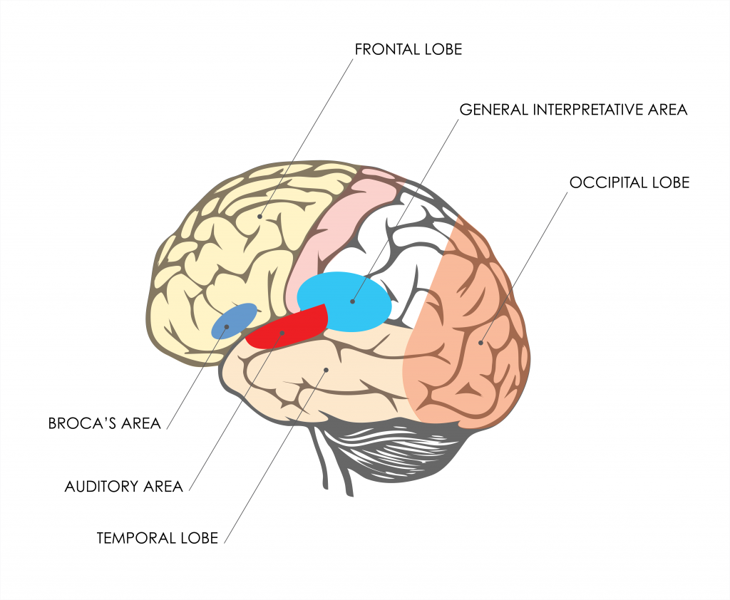 picture of the brain