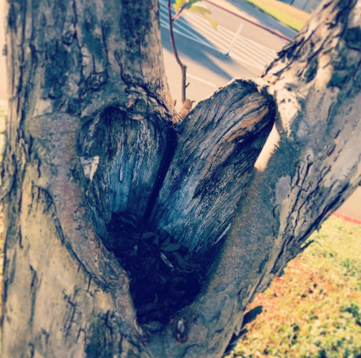 love tree pic